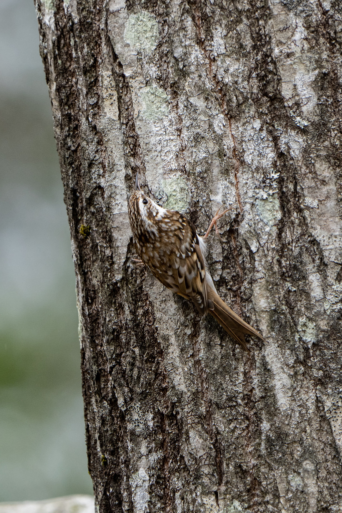 朽木いきものふれあいの里跡地 キバシリ、ヒガラ、コガラ
