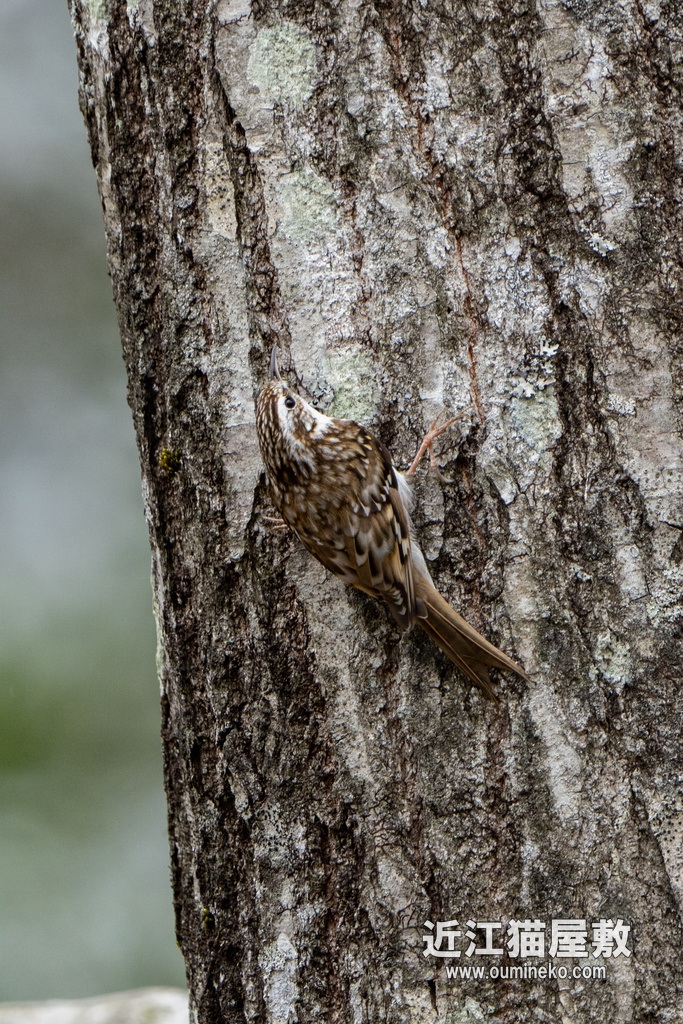朽木いきものふれあいの里跡地 キバシリ、ヒガラ、コガラ