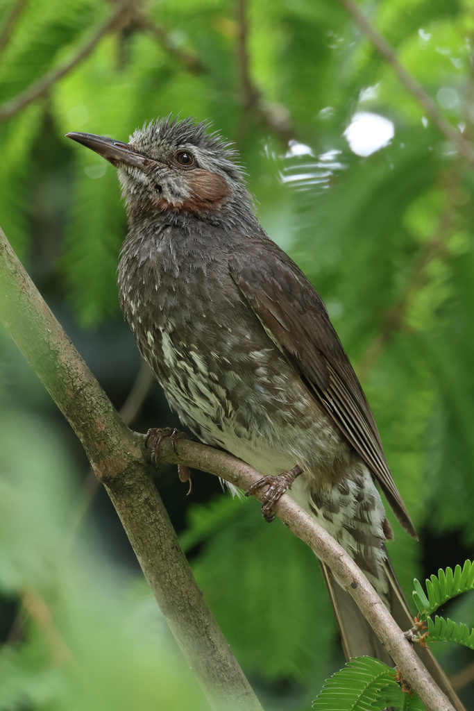 EOS R7+RF100-500 散歩 ヒヨドリ、コゲラ