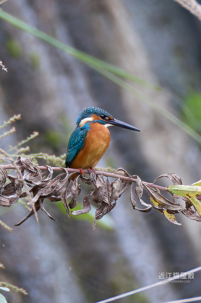 EOS R7で野鳥撮影 散歩