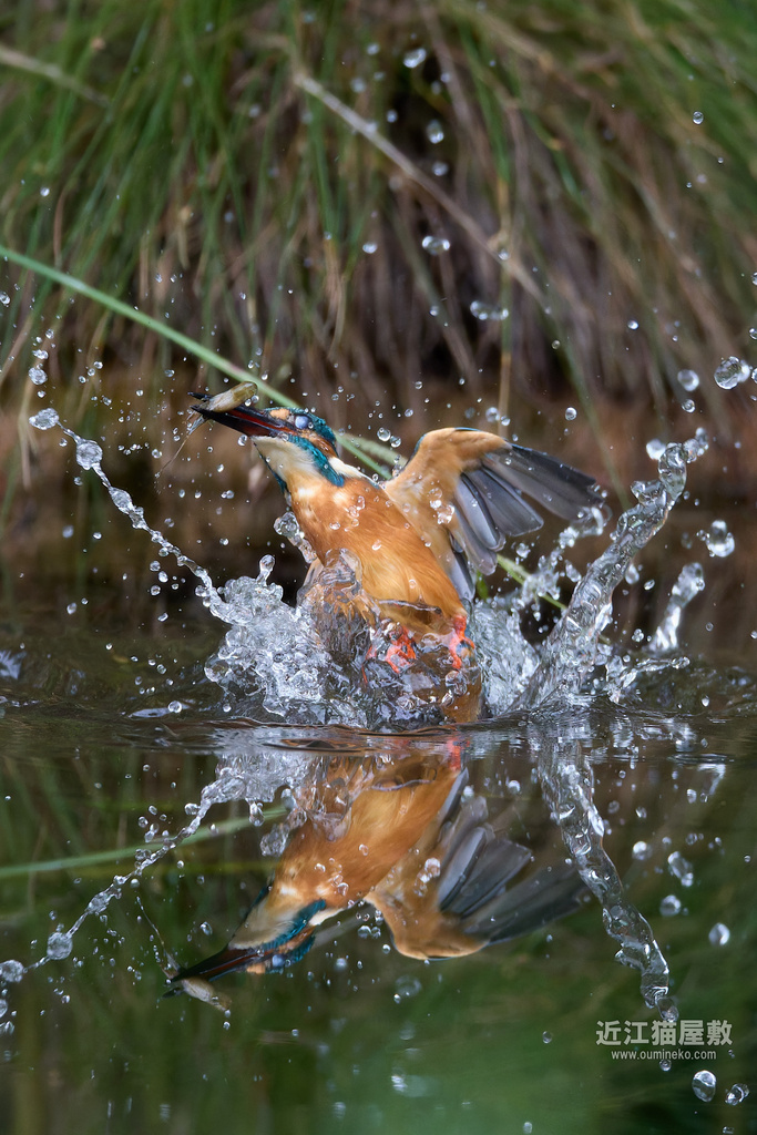 EOSで野鳥撮影 公園に小鳥が増える季節 カワセミ、コサメビタキ、モズ