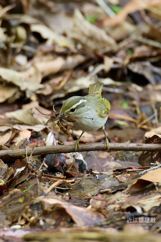 EOSで野鳥撮影 朽木 キビタキ、センダイムシクイ、コサメビタキ、コガラ