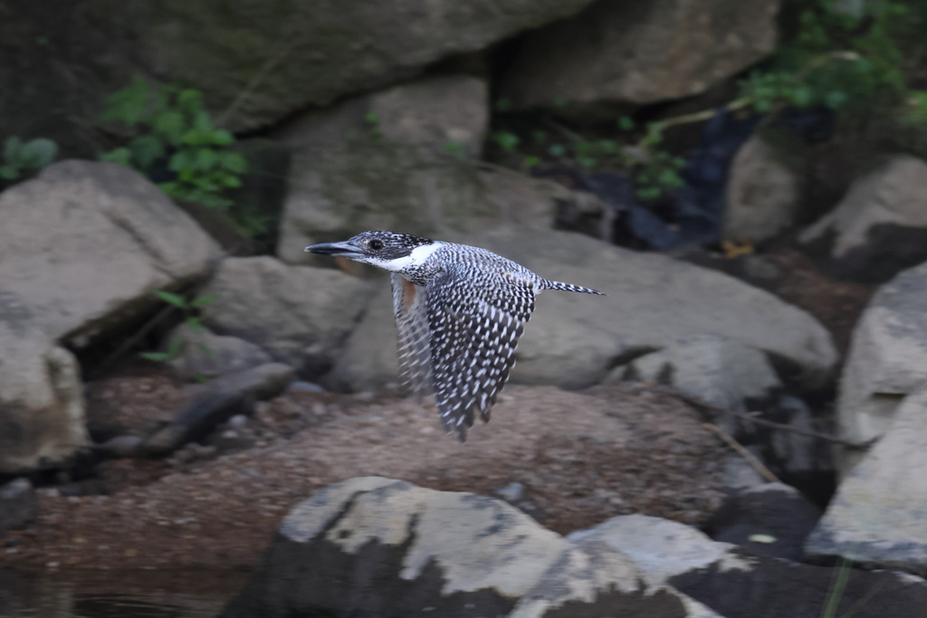 EOS R7 野鳥撮影 近場、榛原 ヤマセミ、その他