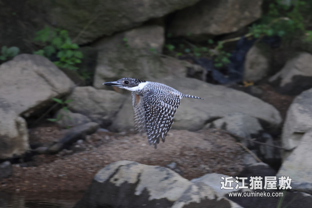 EOS R7 野鳥撮影 近場、榛原 ヤマセミ、その他