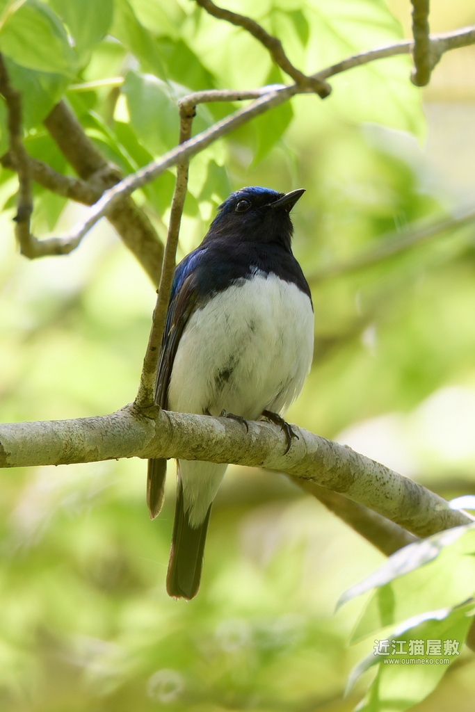 EOS R7で野鳥撮影 滋賀 朽木 オオルリ、キビタキ