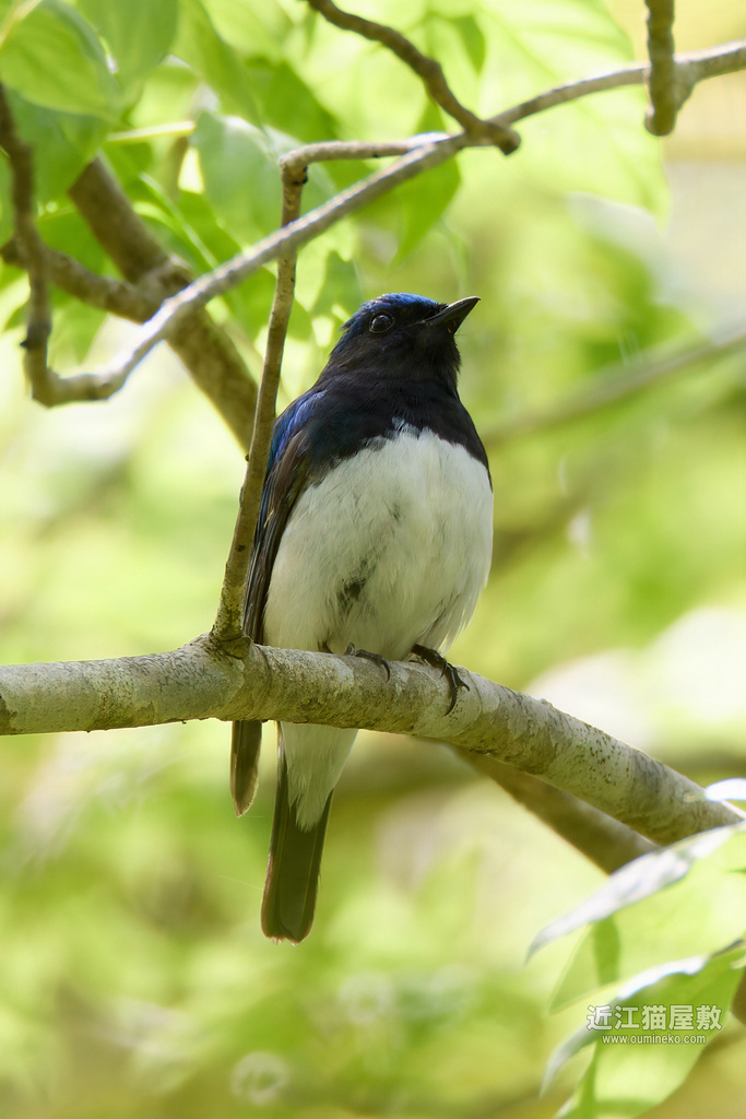 EOS R7で野鳥撮影 滋賀 朽木 オオルリ、キビタキ