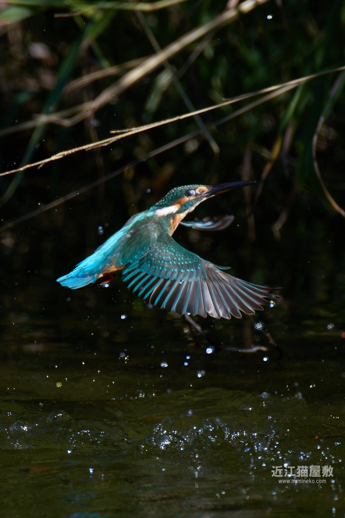 EOS R5 mark IIで野鳥撮影 10/12 ② カワセミ