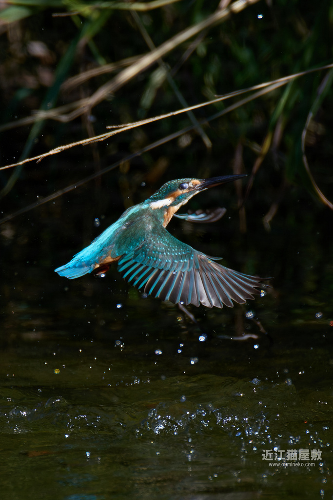 EOS R5 mark IIで野鳥撮影 10/12 ② カワセミ