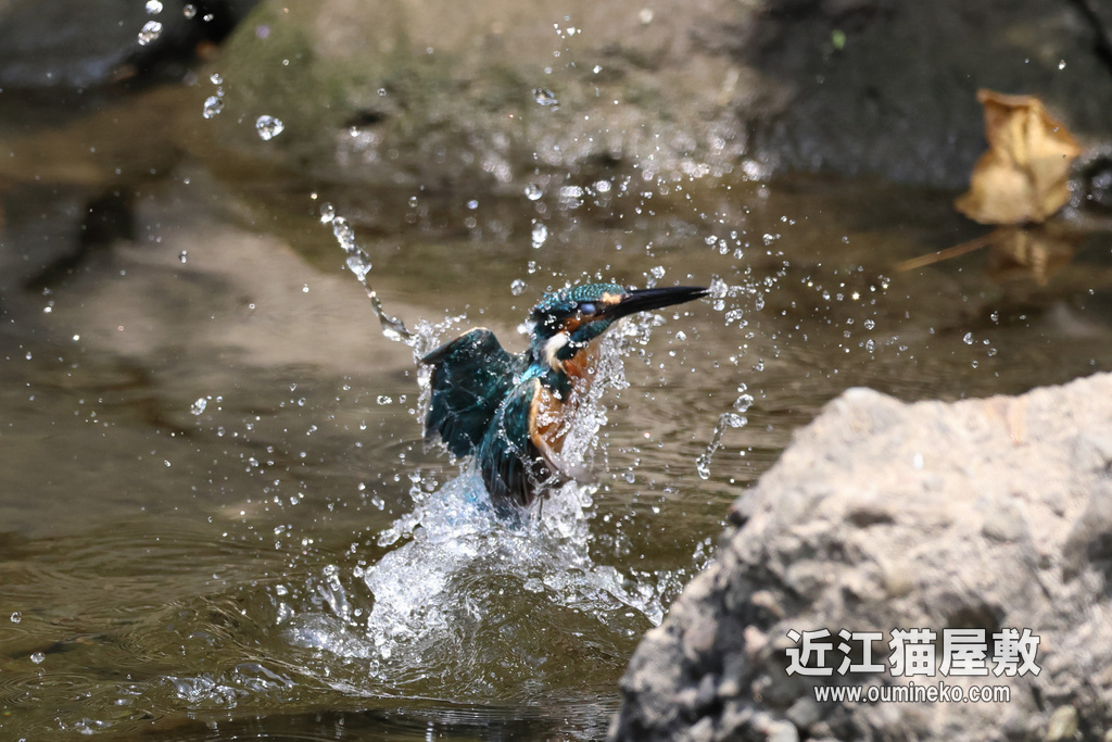 EOS R7 で カワセミ撮影 検証part.3