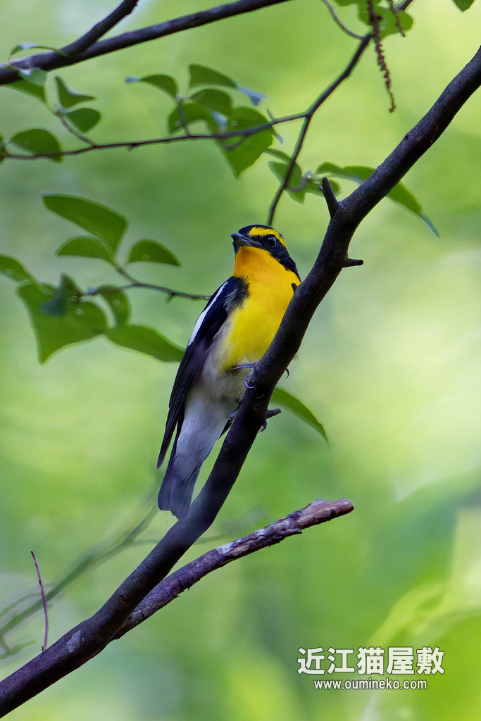 EOSで野鳥撮影 朽木 2026年 夏季 鳥納め キビタキ、クロツグミ、サンショウクイ、アオゲラ、ヒガラ