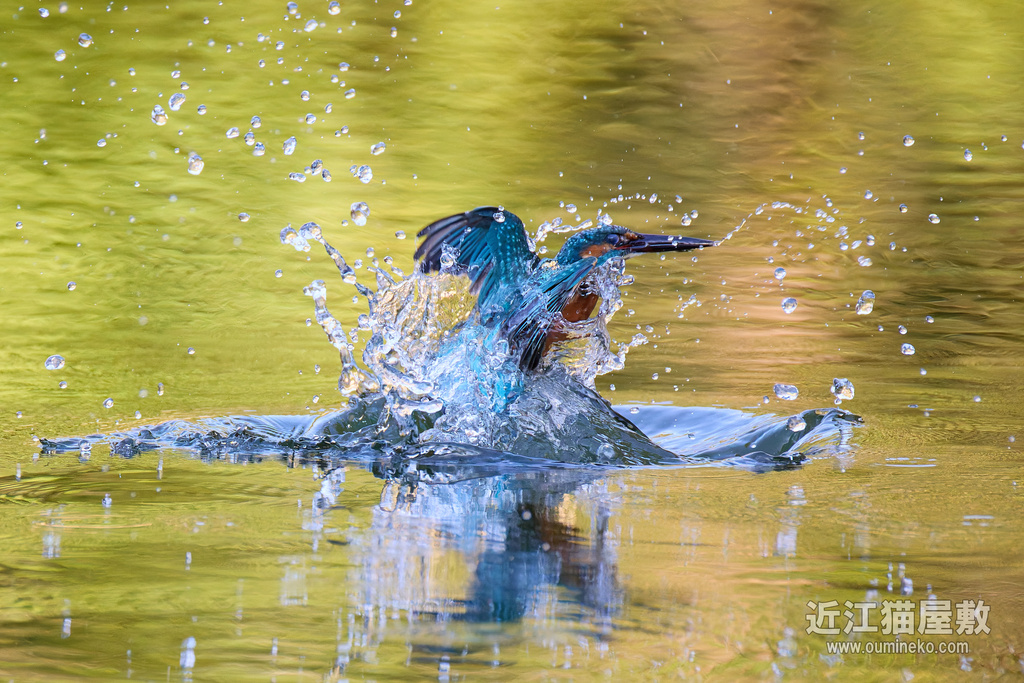 EOS R5 mark IIで野鳥撮影 10/12 ③ カワセミ