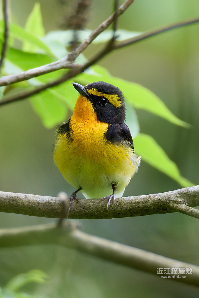 EOS R7で野鳥撮影 滋賀 朽木 キビタキ祭り、キバシリ