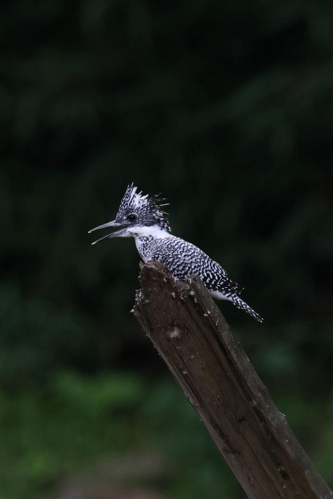 EOS R7 + RF600mmF4L IS USM ヤマセミ、カワセミ
