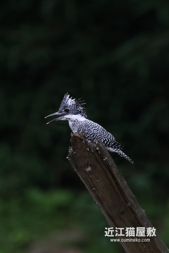 EOS R7 + RF600mmF4L IS USM ヤマセミ、カワセミ