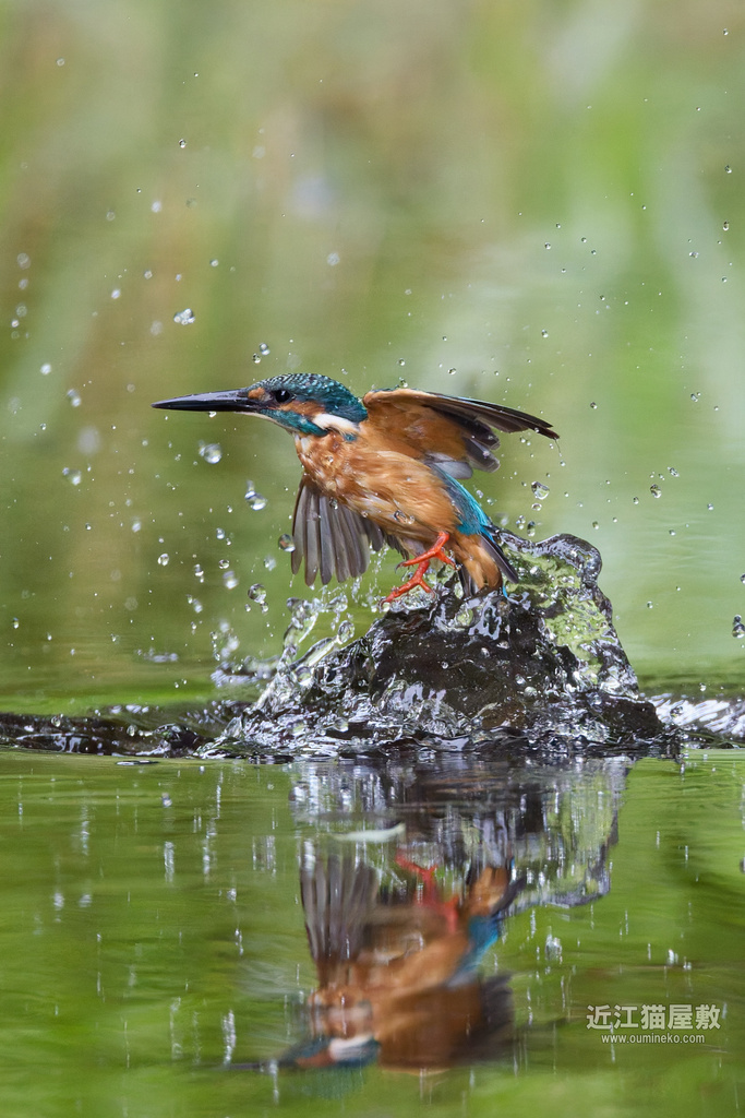 EOSで野鳥撮影 カワセミ世代交代の気配 (R7,R5II,EF800)