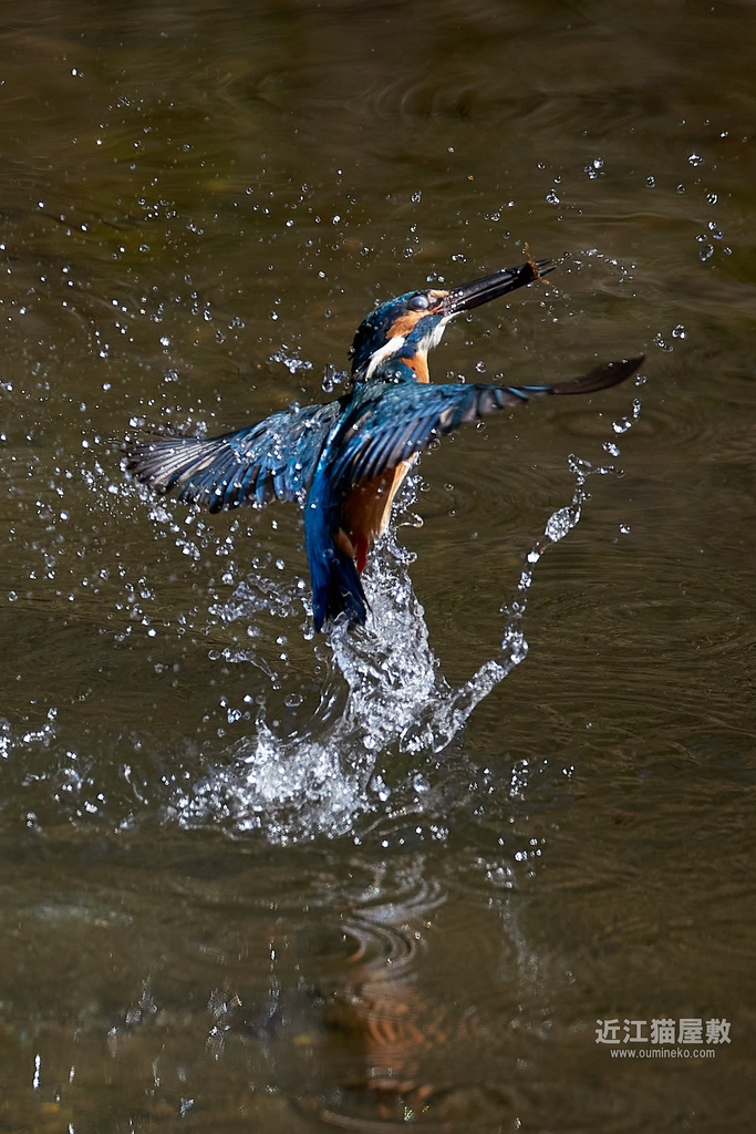 EOS R7,1DX3で野鳥撮影 カワセミ、モズ