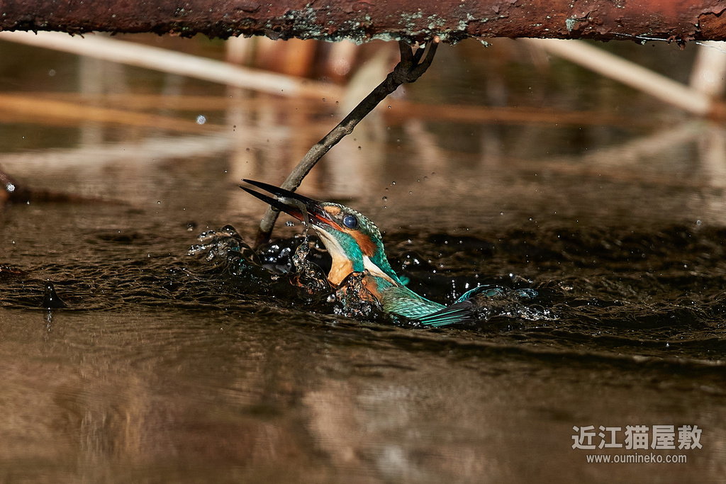 EOS-1D X mark III + EF600mm F4L IS II USM検証