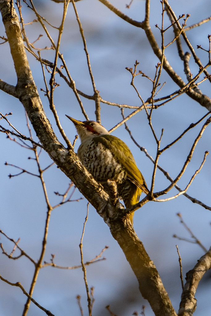 朽木いきものふれあいの里跡地 アオゲラ α7R IV+FE200-600
