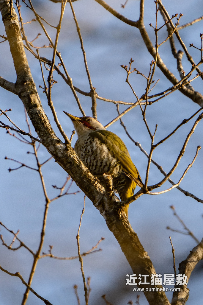 朽木いきものふれあいの里跡地 アオゲラ α7R IV+FE200-600