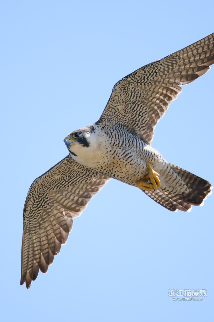 真夏の探鳥とEOS R5 mark II+EF800mm F5.6L IS USM検証 経ケ岬 ハヤブサ、ミサゴ他