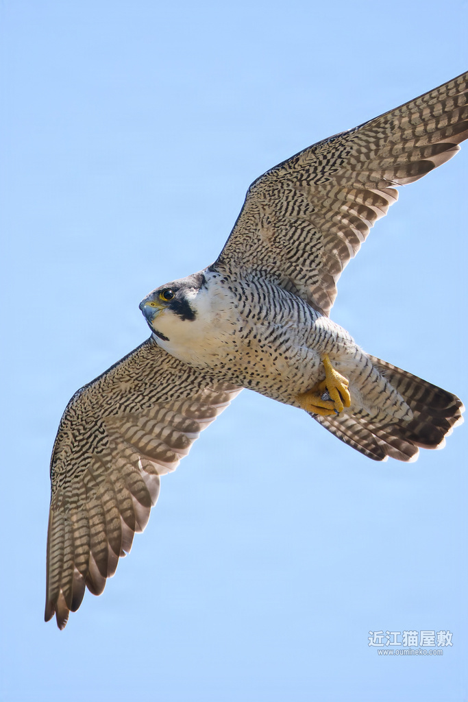 真夏の探鳥とEOS R5 mark II+EF800mm F5.6L IS USM検証 経ケ岬 ハヤブサ、ミサゴ他