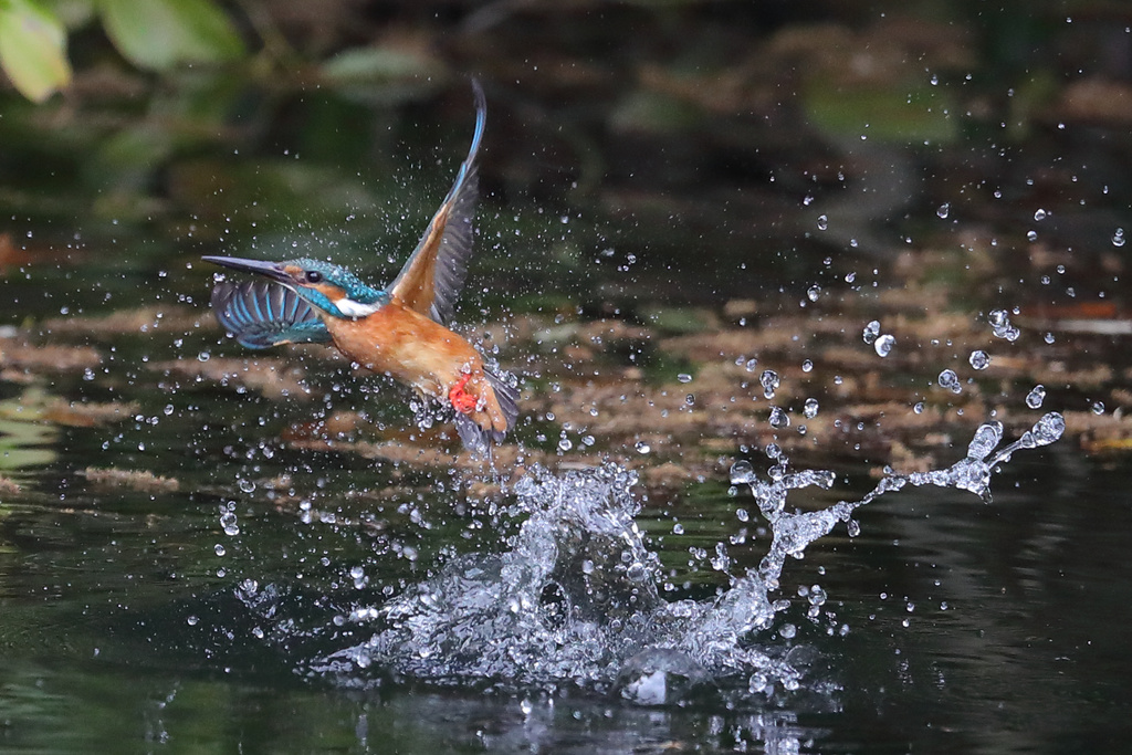 近くのダム カワセミ EOS-1D X Mark II + EF600F4L