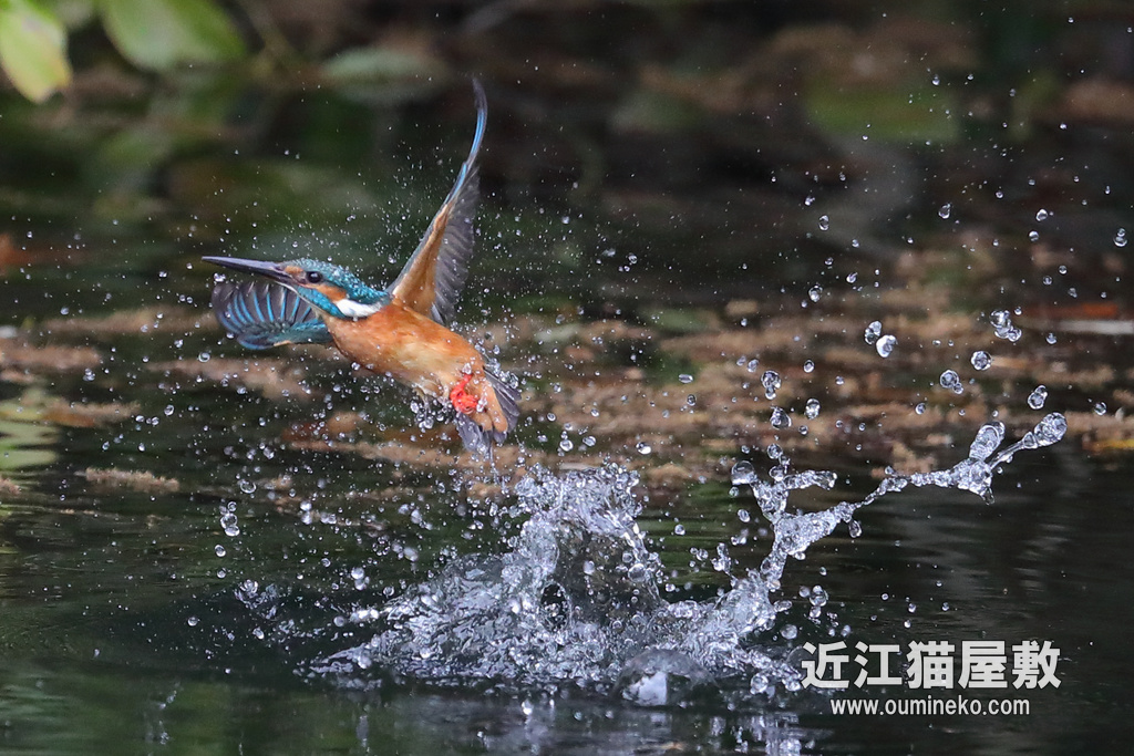近くのダム カワセミ EOS-1D X Mark II + EF600F4L