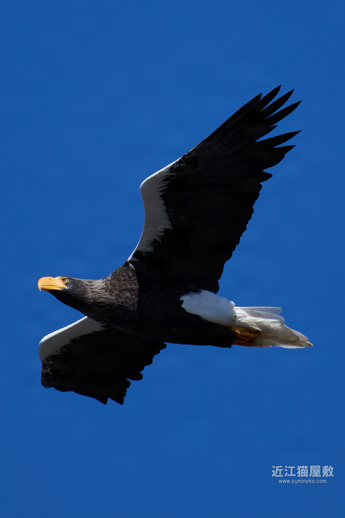 EOS R5 mark II,R7で野鳥撮影 オオワシ、ルリビタキ、ベニマシコ、ミヤマホオジロ、カケス他