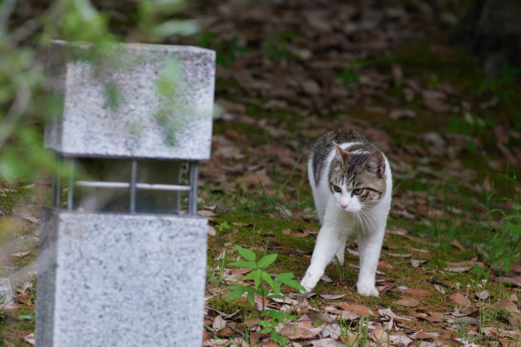 滋賀そこかしこ EOS R5+RF600F4L