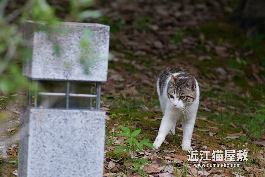 滋賀そこかしこ EOS R5+RF600F4L