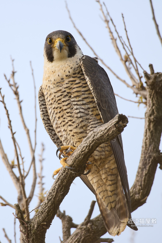 EOS R5 mark IIで野鳥撮影 2025年 ハヤブサ撮影日記
