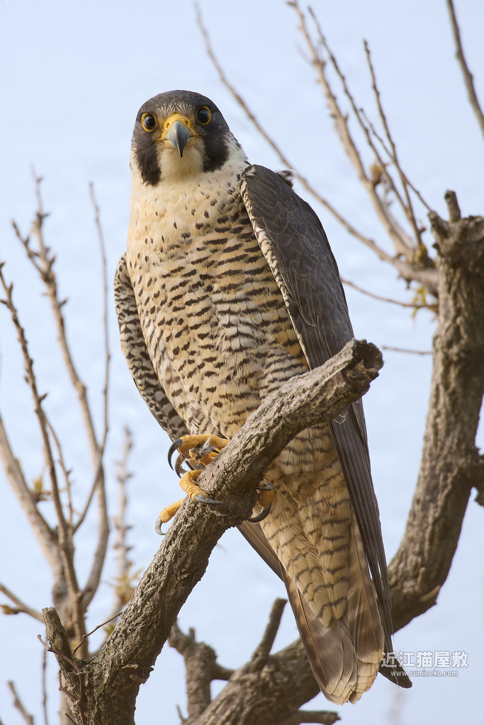 EOS R5 mark IIで野鳥撮影 2025年 ハヤブサ撮影日記