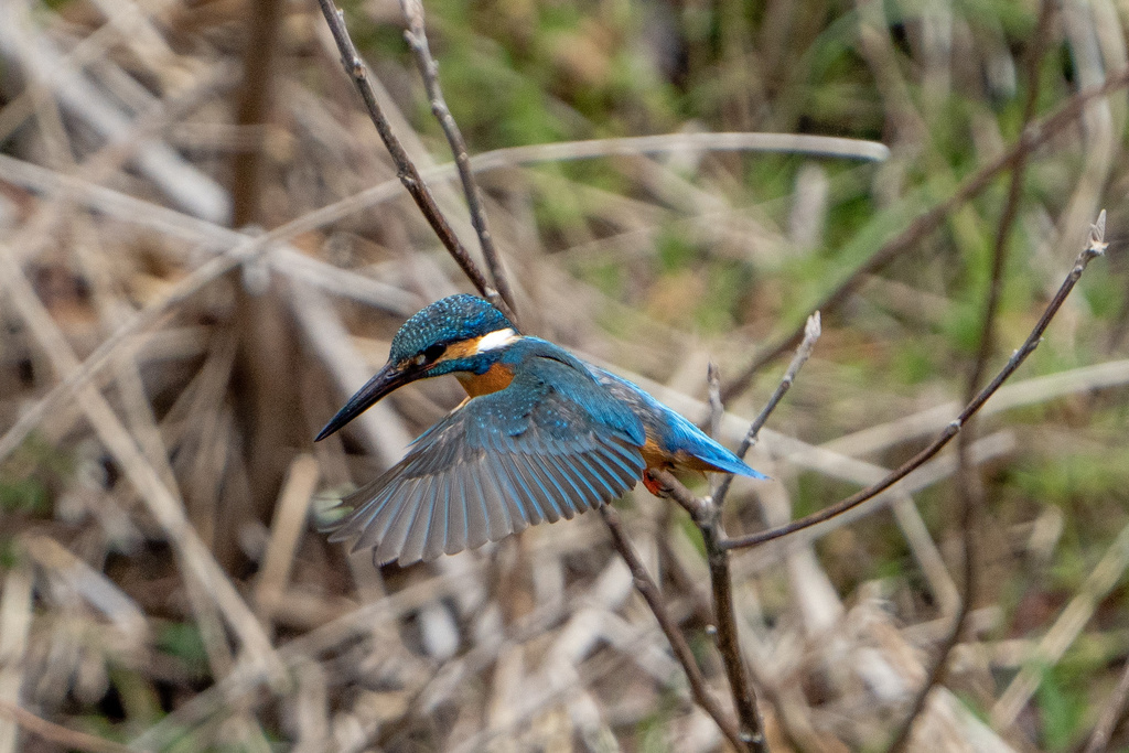 京都の川 カワセミ α7R IV+FE200-600