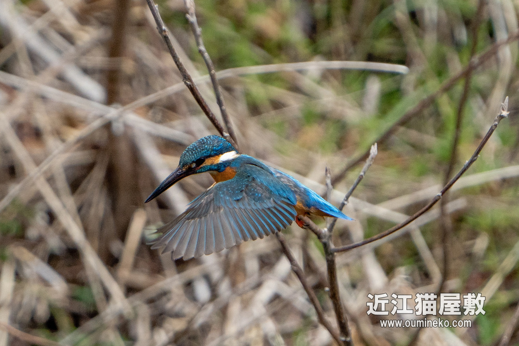 京都の川 カワセミ α7R IV+FE200-600