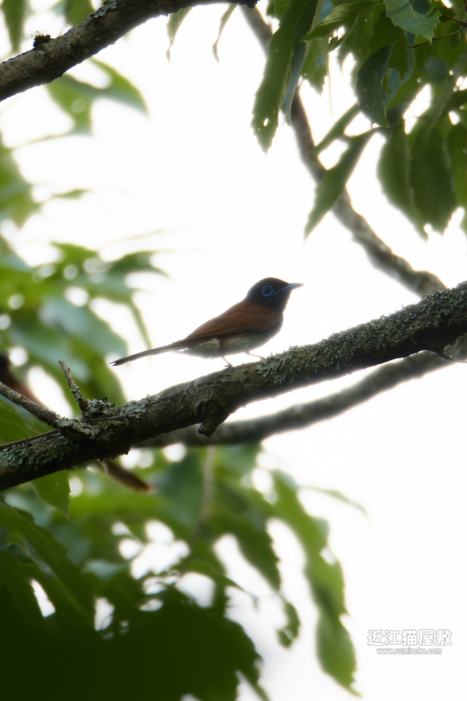 EOS R5 mark II 朽木 サンコウチョウ、サンショウクイ他　地獄の夏到来？