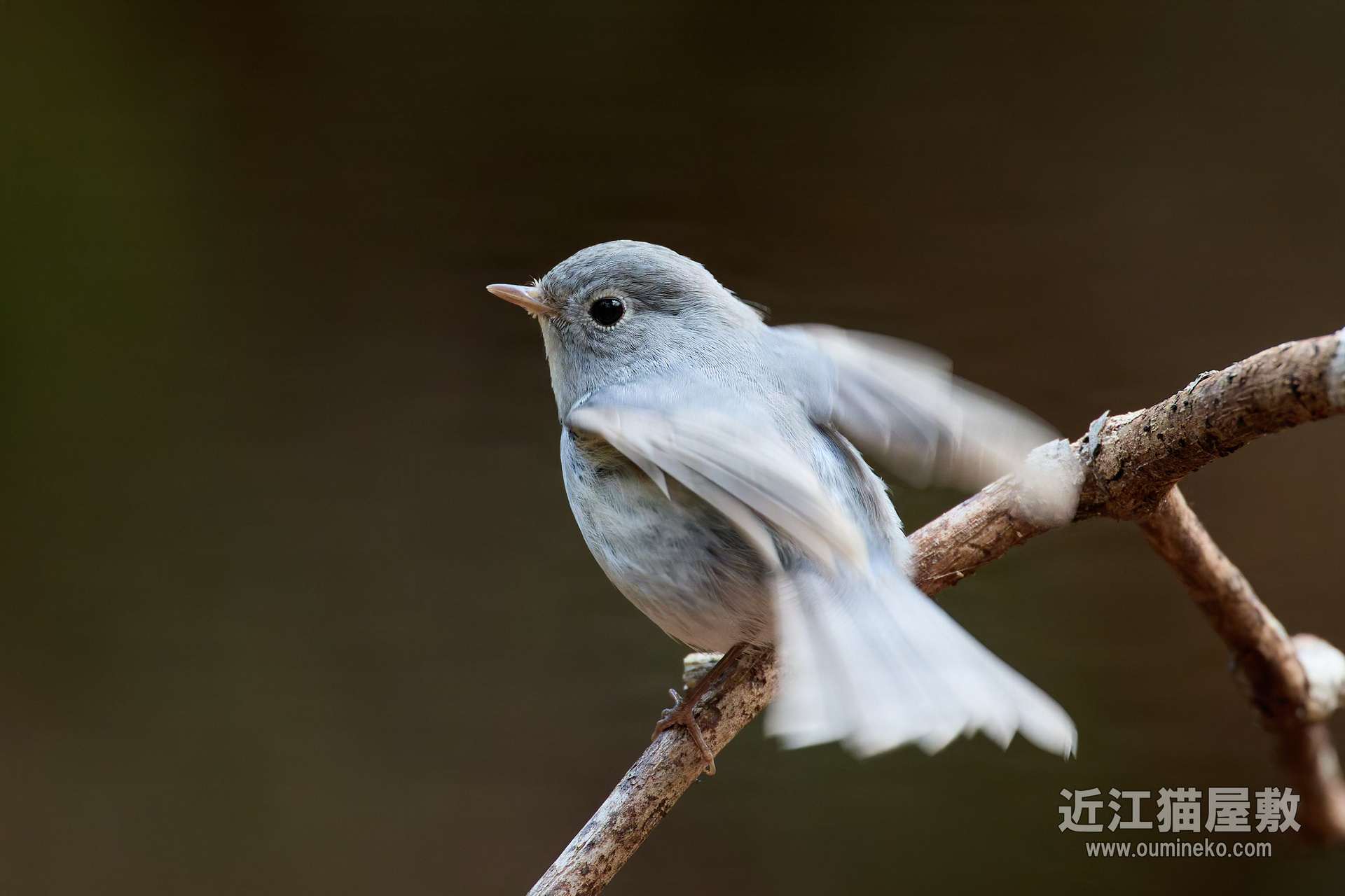 EOS R5 mark IIで野鳥撮影 3/7② ルリビタキ(白変種) 独占取材 | 近江