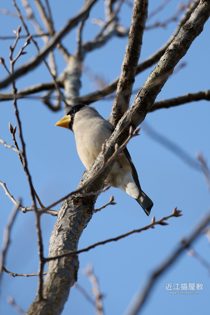 EOS R5 mark IIで野鳥撮影 少し休憩 冬探鳥地いつものメンバー