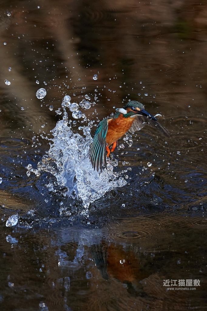 EOS-1D X mark IIIで野鳥撮影 カワセミ