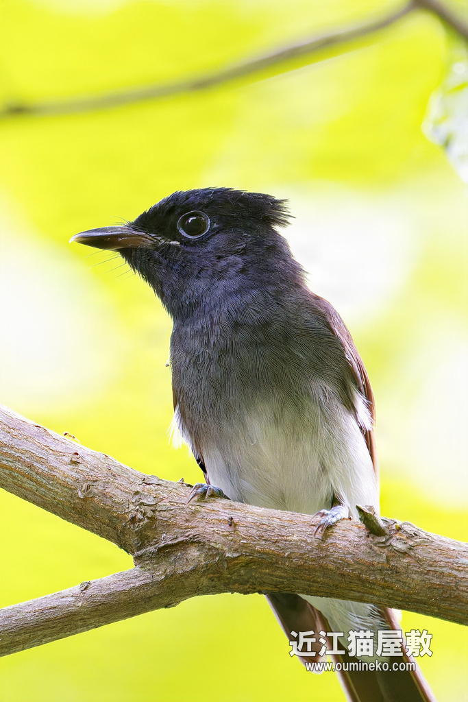 夏の終わり 朽木 サンコウチョウ