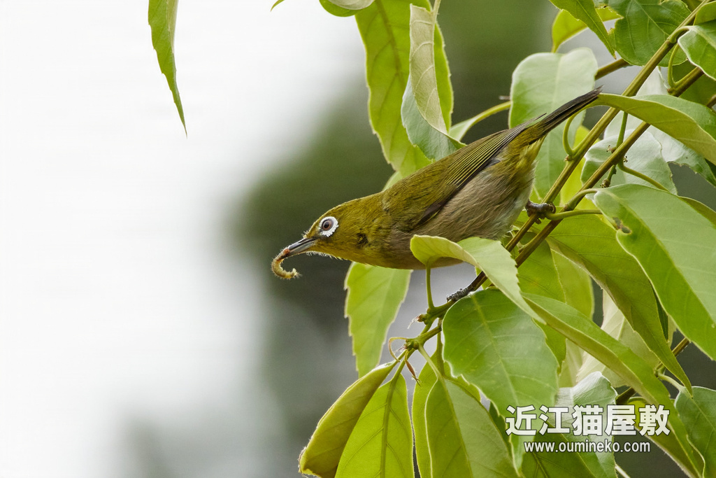 近場のロケハン part.2