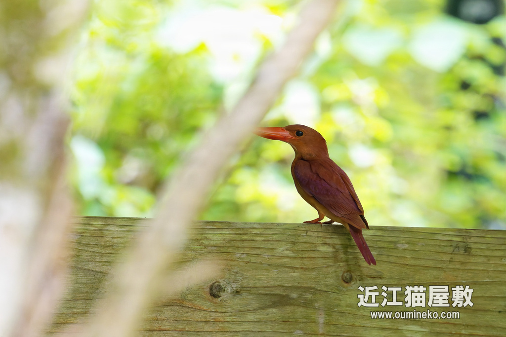 EOSで野鳥撮影 朽木 アカショウビン、オオルリ、クロツグミ