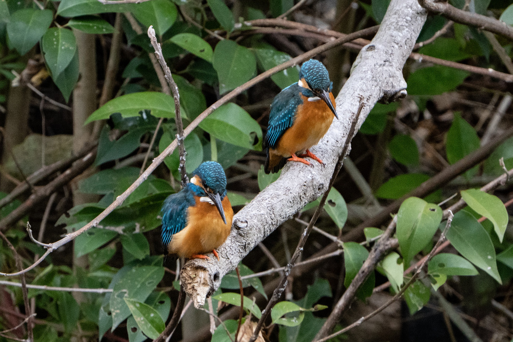 EOS 1DX mark III, R7で野鳥撮影 カワセミ(Next Step)