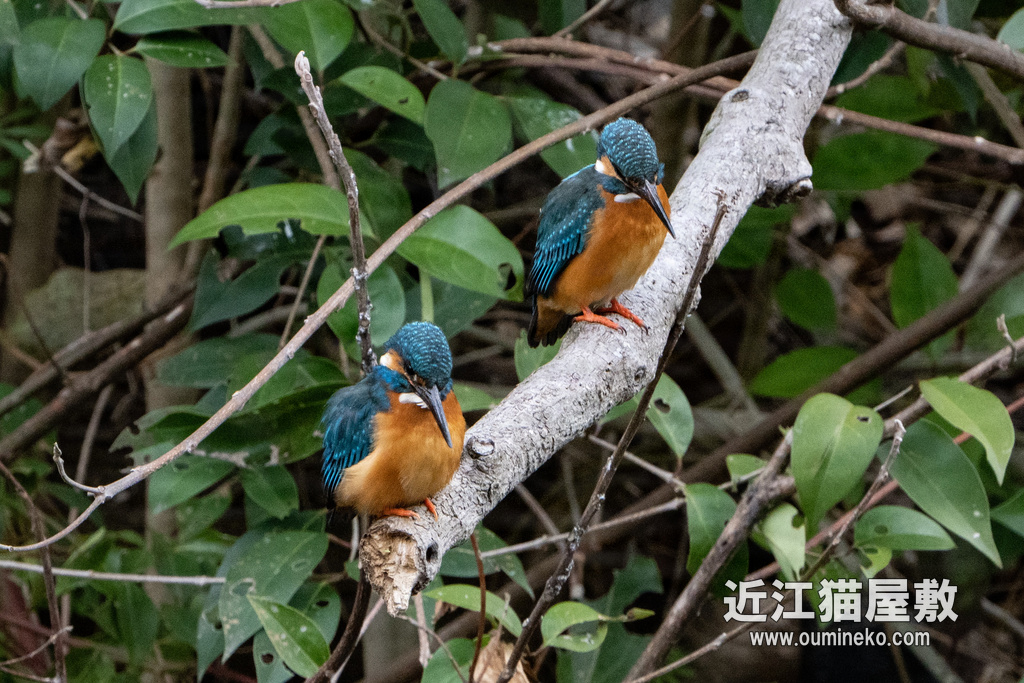 EOS 1DX mark III, R7で野鳥撮影 カワセミ(Next Step)