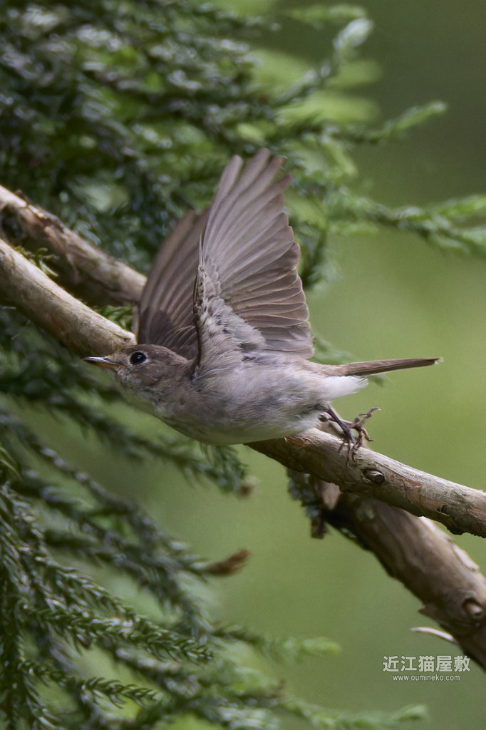 EOS R7で野鳥撮影 散策