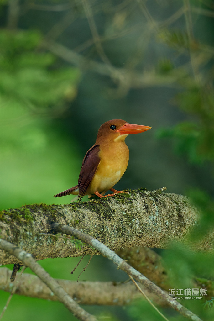 EOS R5 mark IIで野鳥撮影 アカショウビン、サンコウチョウ他