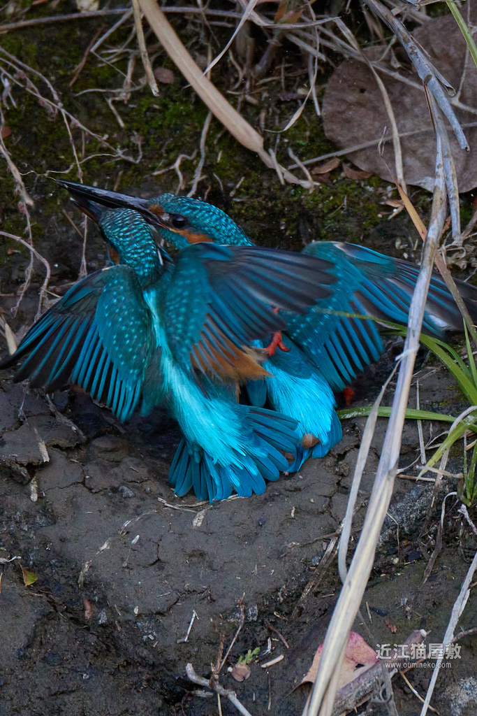 EOS R7,1DX3 カケス,カワセミ,エナガ