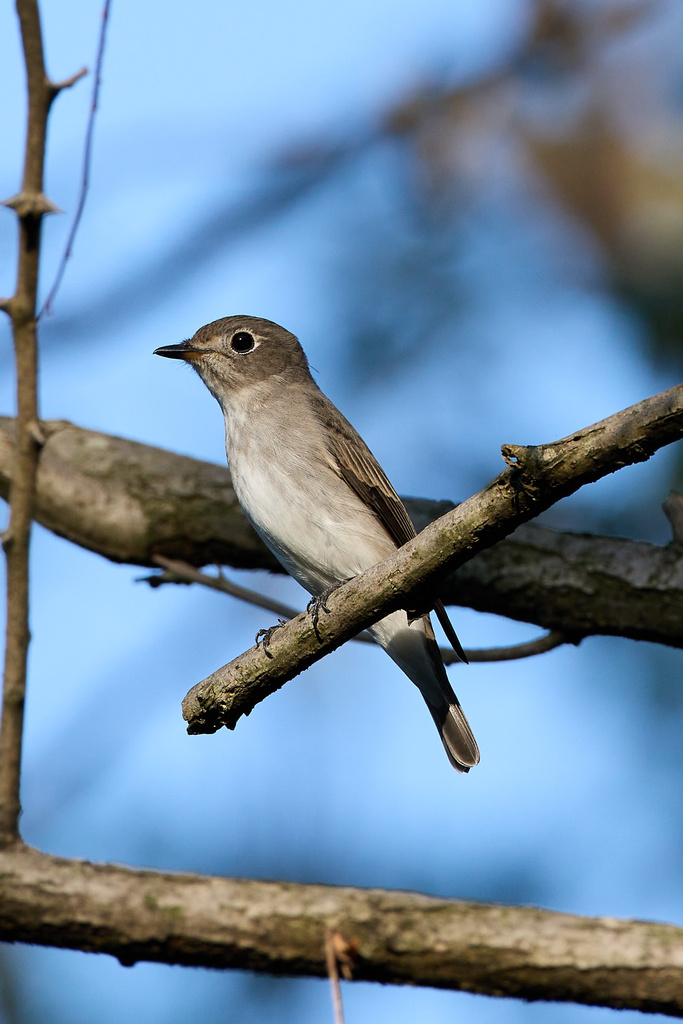 EOS R7 + RF600mm F4L IS USM トビ、カワセミ、コサメビタキ