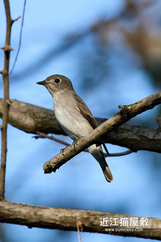 EOS R7 + RF600mm F4L IS USM トビ、カワセミ、コサメビタキ