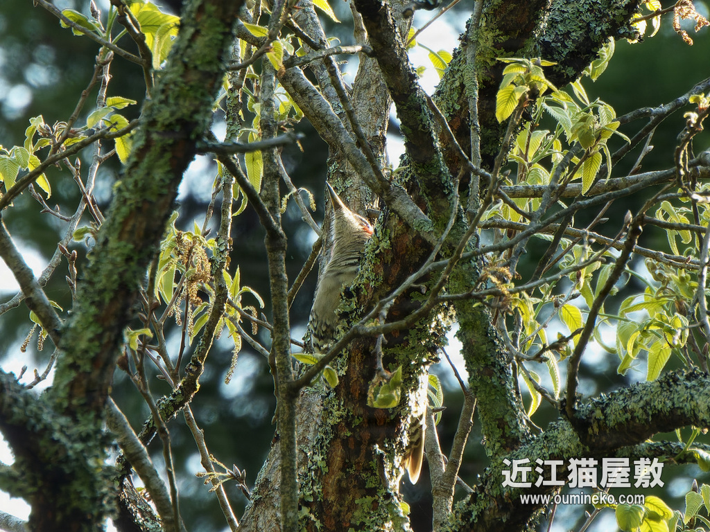 PX-1100で野鳥撮影 朽木 アオゲラ、キビタキ、サンショウクイ