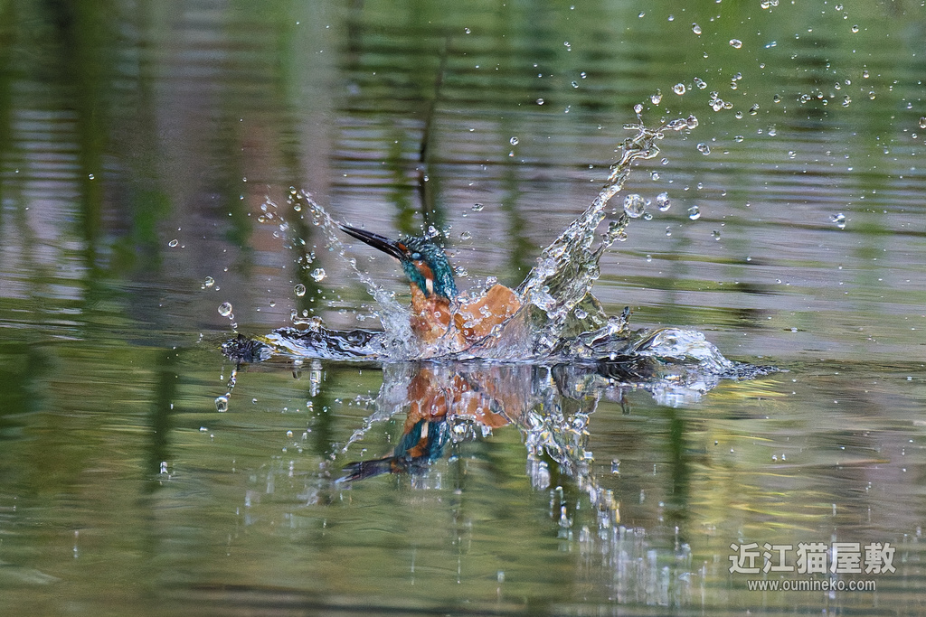 EOS R5 mark IIで野鳥撮影 カワセミ、エゾビタキ、メボソムシクイ